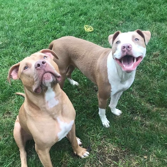 Meet your Posher, Alexcis - Picture 4 of 6